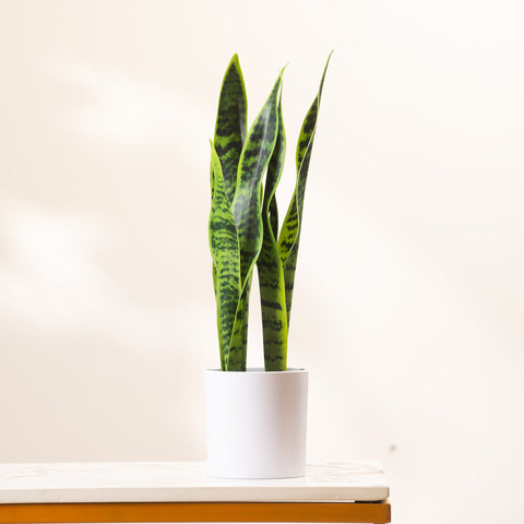 Sunny Serenity: ≈1.5 Feet Tall Artificial Snake Plant (with ceramic pot)