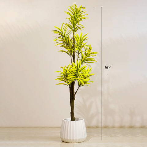 Song of India - 5 Feet Tall Artificial Dracaena Reflexa Plant