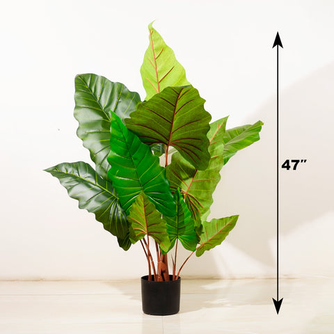 Alocasia Symphony - 4 Feet Tall Artificial Alocasia (With Black Base Pot)