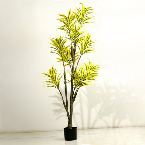 Song of India - 5 Feet Tall Artificial Dracaena Reflexa Plant