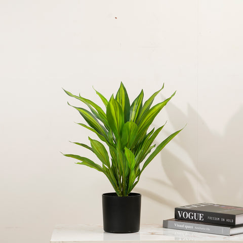 Verdant Harmony - 1.8 Feet Tall Dracaena Artificial Plant