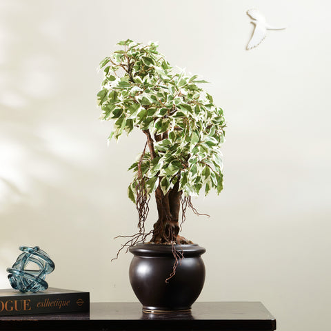 Whispers of Nature - Artificial Ficus Plant ~ 2 Feet Tall