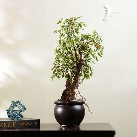 Whispers of Nature - Artificial Ficus Plant ~ 2 Feet Tall